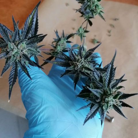 HulkBerry Automatic growlog timeline photo