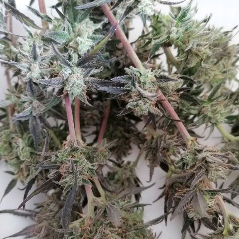 HulkBerry Automatic growlog timeline photo