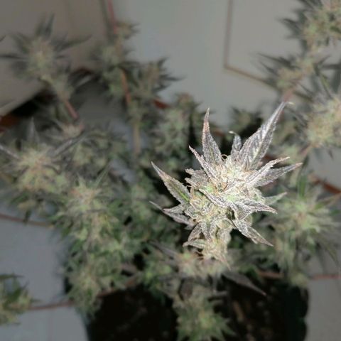 HulkBerry Automatic growlog timeline photo