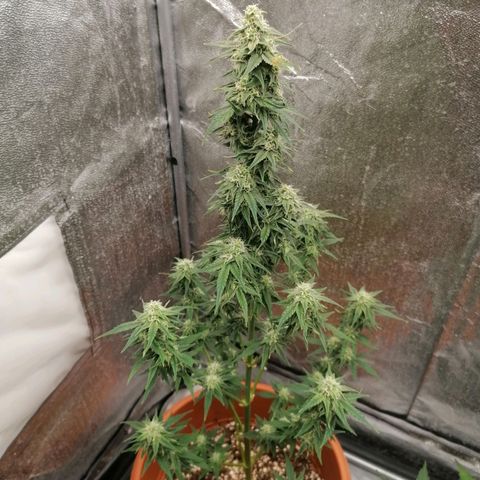 Wedding Cake 2 growlog timeline photo