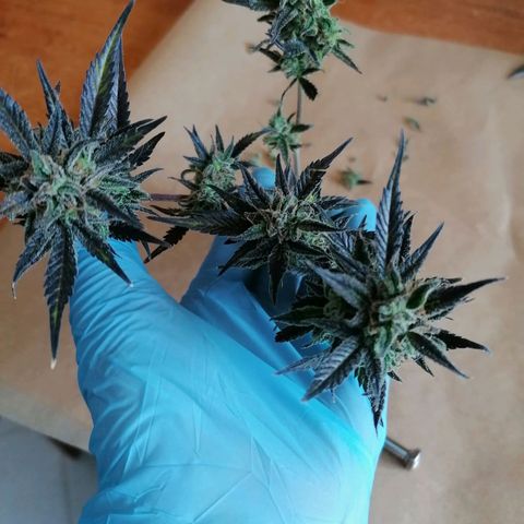 HulkBerry Automatic growlog timeline photo