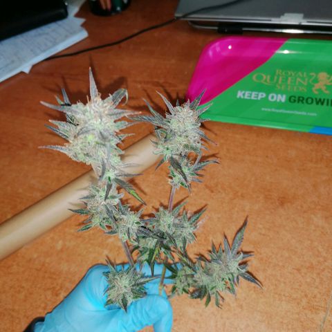 HulkBerry Automatic growlog timeline photo