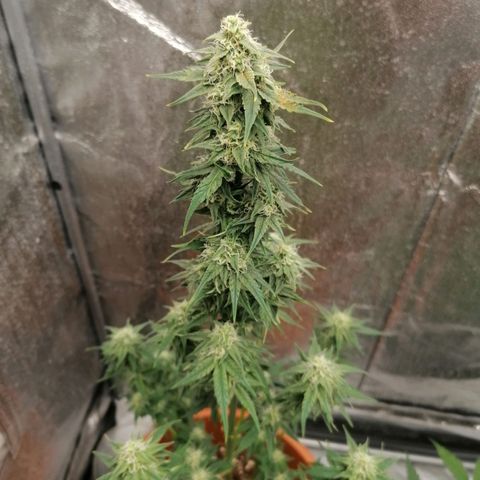 Wedding Cake 2 growlog timeline photo