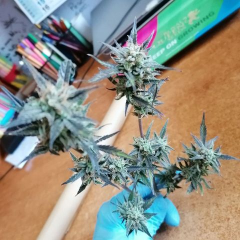 HulkBerry Automatic growlog timeline photo