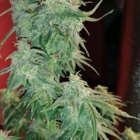 Wedding Cake 2 growlog timeline photo