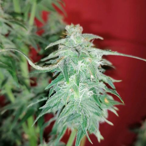 Wedding Cake 2 growlog timeline photo