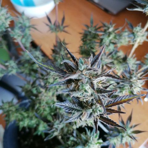 HulkBerry Automatic growlog timeline photo