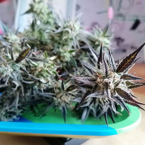 HulkBerry Automatic growlog timeline photo