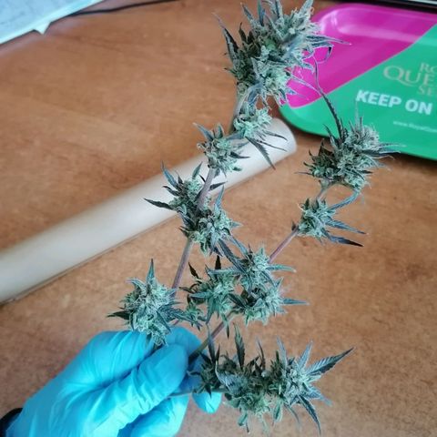 HulkBerry Automatic growlog timeline photo