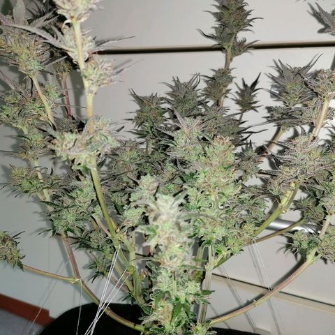HulkBerry Automatic growlog timeline photo