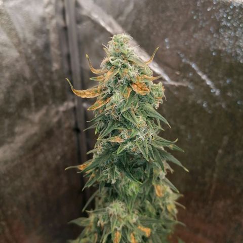 Wedding Cake 2 growlog timeline photo