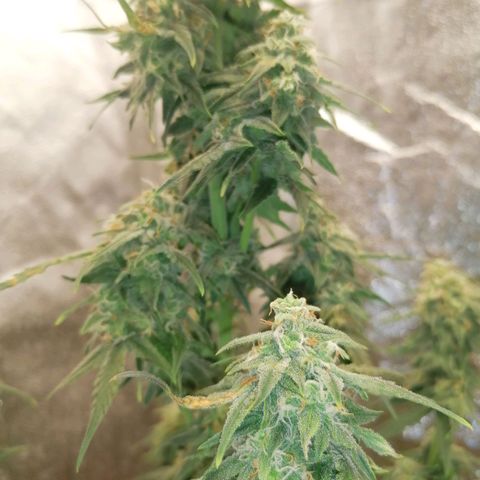 Wedding Cake 2 growlog timeline photo