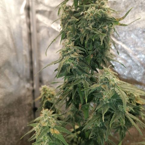 Wedding Cake 2 growlog timeline photo