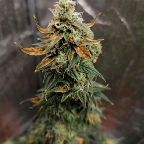 Wedding Cake 2 growlog timeline photo