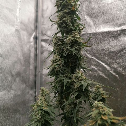 Wedding Cake 2 growlog timeline photo