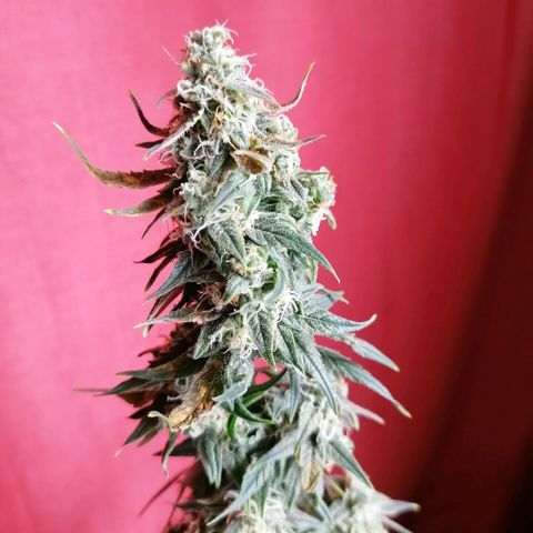 Wedding Cake 2 growlog timeline photo