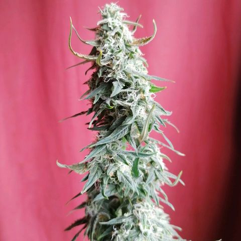 Wedding Cake 2 growlog timeline photo
