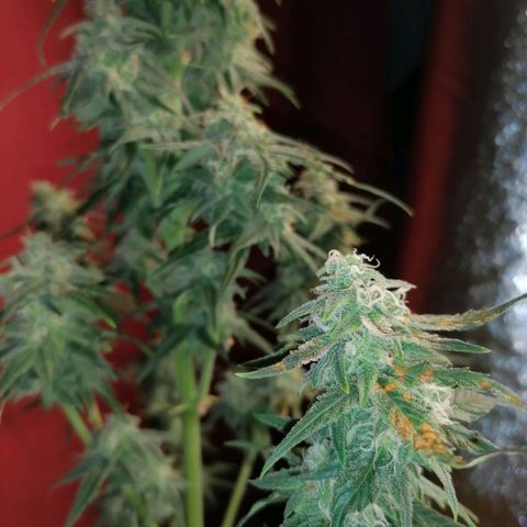Wedding Cake 2 growlog timeline photo