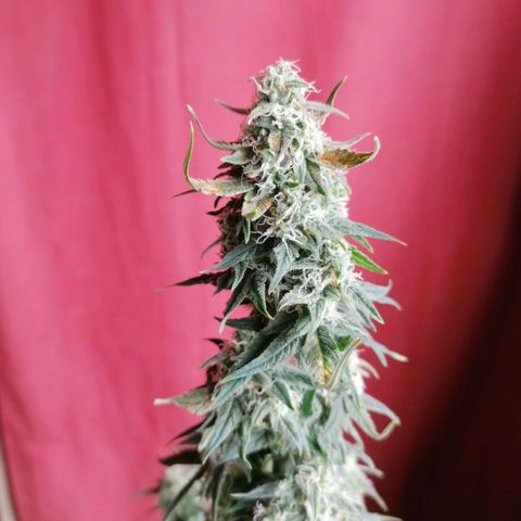 Wedding Cake 2 growlog timeline photo