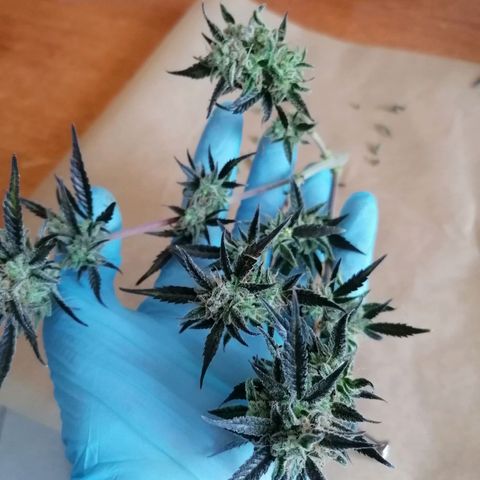 HulkBerry Automatic growlog timeline photo
