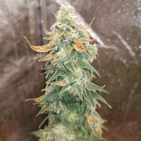 Wedding Cake 2 growlog timeline photo