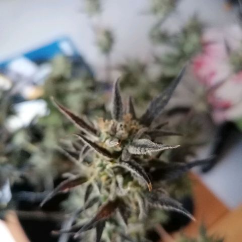 HulkBerry Automatic growlog timeline photo