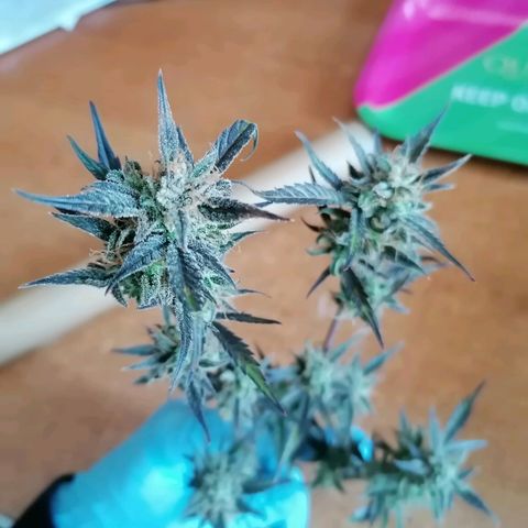 HulkBerry Automatic growlog timeline photo
