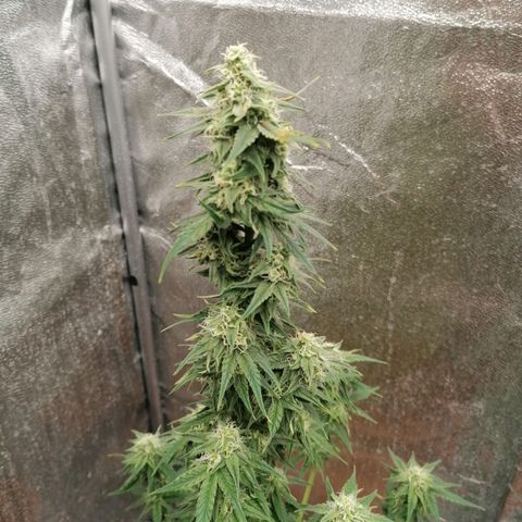 Wedding Cake 2 growlog timeline photo