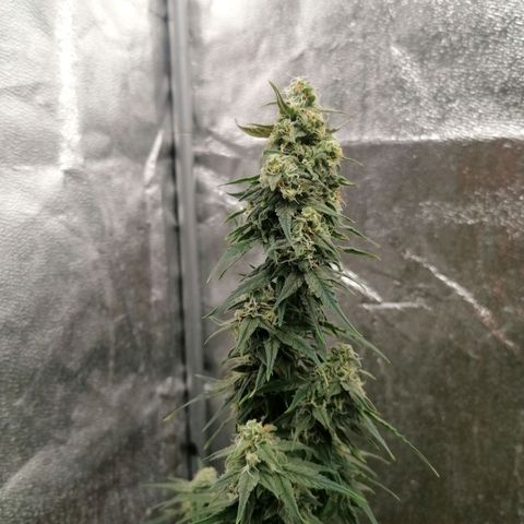 Wedding Cake 2 growlog timeline photo