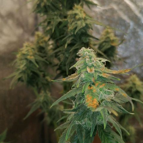 Wedding Cake 2 growlog timeline photo