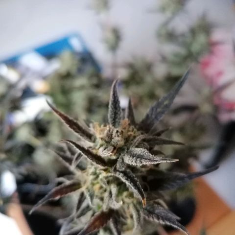 HulkBerry Automatic growlog timeline photo