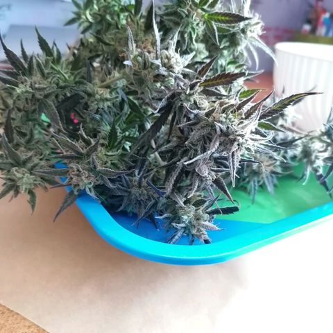 HulkBerry Automatic growlog timeline photo