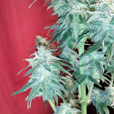 Wedding Cake 2 growlog timeline photo