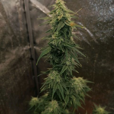 Wedding Cake 2 growlog timeline photo
