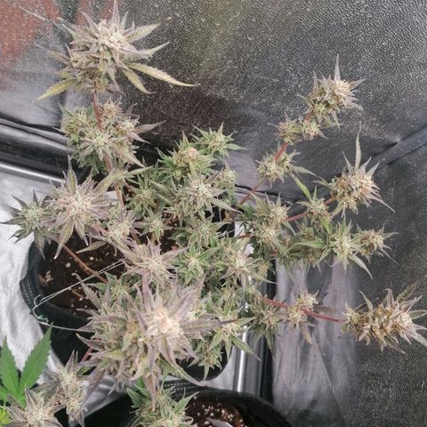 HulkBerry Automatic growlog timeline photo