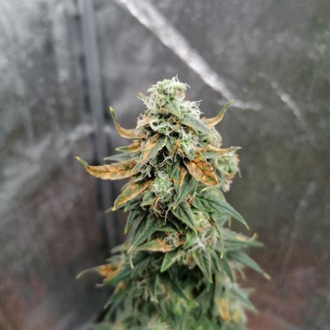 Wedding Cake 2 growlog timeline photo