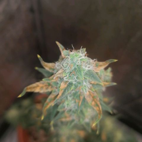 Wedding Cake 2 growlog timeline photo