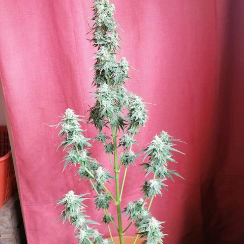 Wedding Cake 2 growlog timeline photo