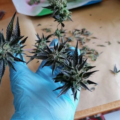 HulkBerry Automatic growlog timeline photo