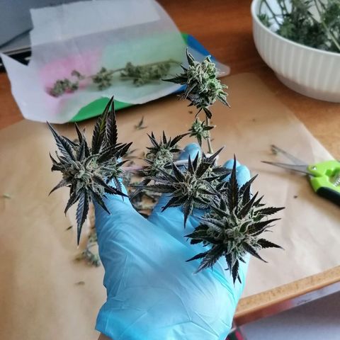 HulkBerry Automatic growlog timeline photo