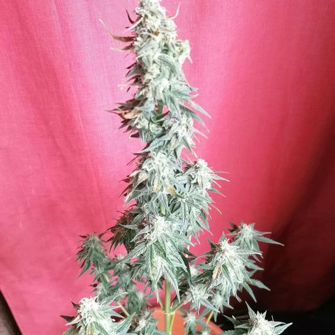 Wedding Cake 2 growlog timeline photo