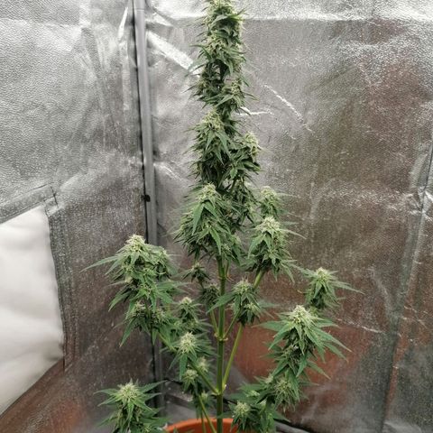 Wedding Cake 2 growlog timeline photo