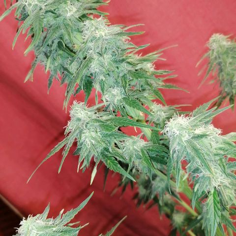 Wedding Cake 2 growlog timeline photo