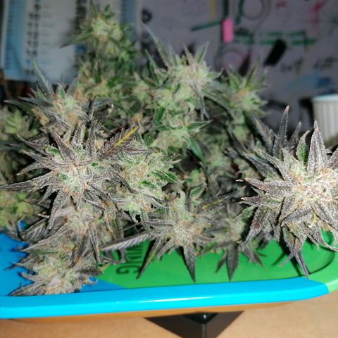 HulkBerry Automatic growlog timeline photo