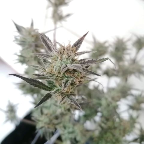 HulkBerry Automatic growlog timeline photo
