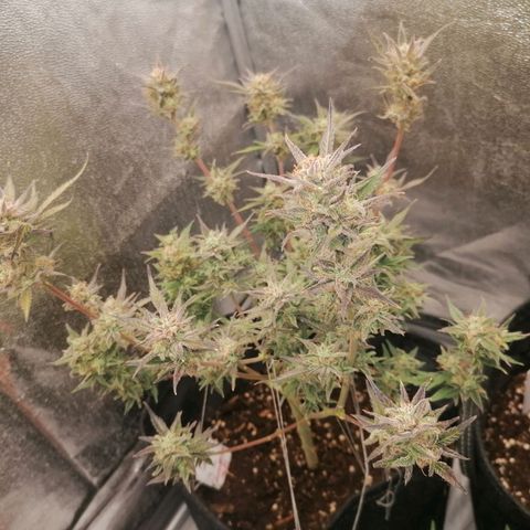 HulkBerry Automatic growlog timeline photo