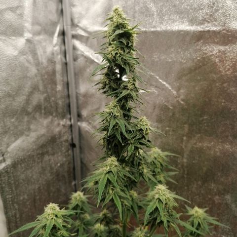 Wedding Cake 2 growlog timeline photo