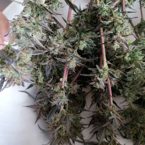 HulkBerry Automatic growlog timeline photo