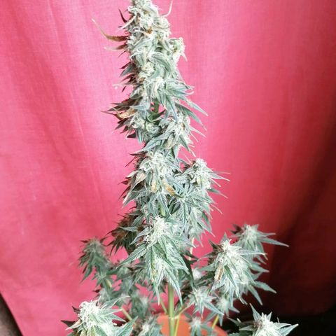 Wedding Cake 2 growlog timeline photo