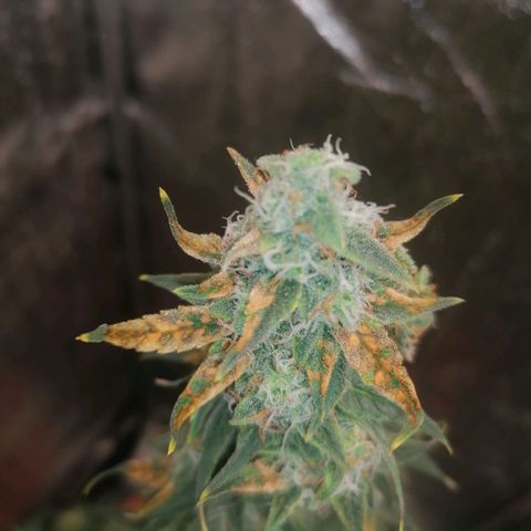 Wedding Cake 2 growlog timeline photo